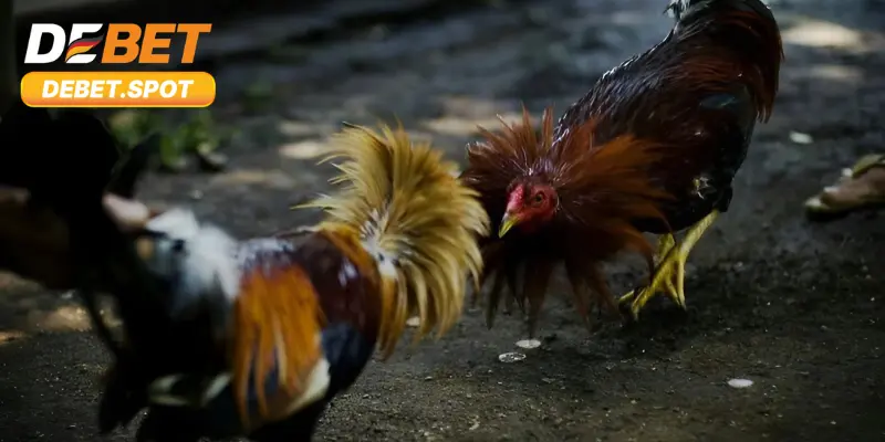 Các cửa cược chọi chiến kê cựa dao hấp dẫn