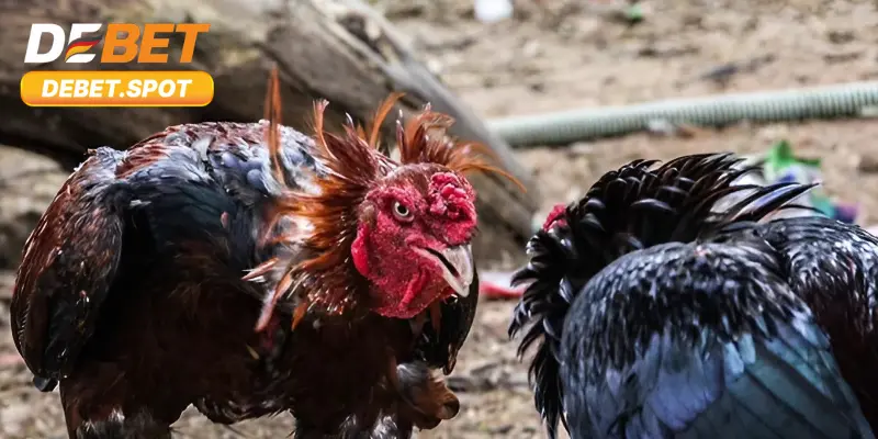 Đá Gà Cựa Dao – Cá Cược Trực Tiếp Vô Cùng Kịch Tính 3 Tìm hiểu quy định về kết quả trận đấu chọi gà