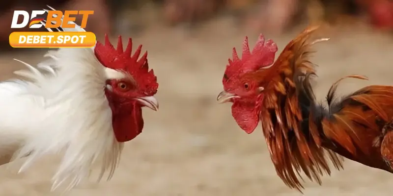 Đá Gà Cựa Dao – Cá Cược Trực Tiếp Vô Cùng Kịch Tính 4 Theo dõi sát sao trận đấu và cập nhật thông tin