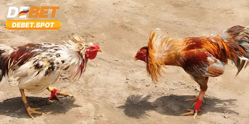 Đá Gà Cựa Dao – Cá Cược Trực Tiếp Vô Cùng Kịch Tính 1 Tìm hiểu thông tin về đá gà cựa dao