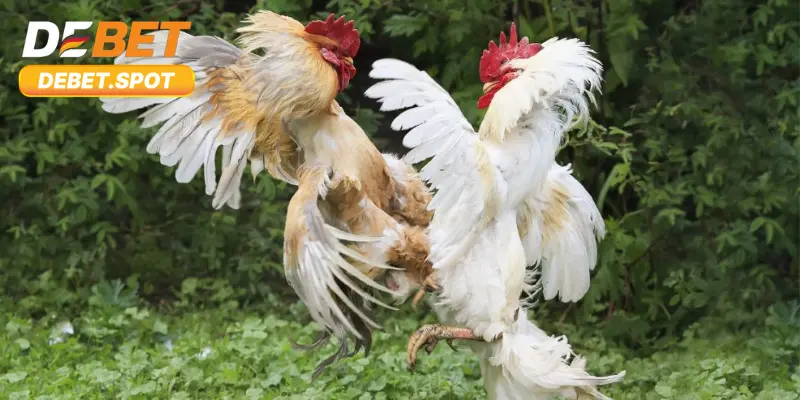 Những trận đấu đá gà đầy hứa hẹn
