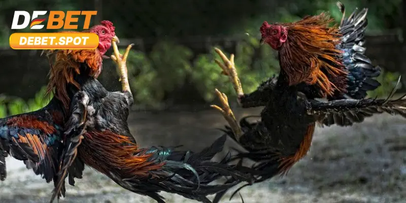 Khả năng phân tích trong chọi gà cựa sắt