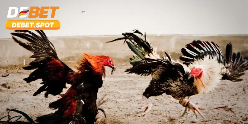 Sơ lược thông tin về đá gà trực tiếp Debet