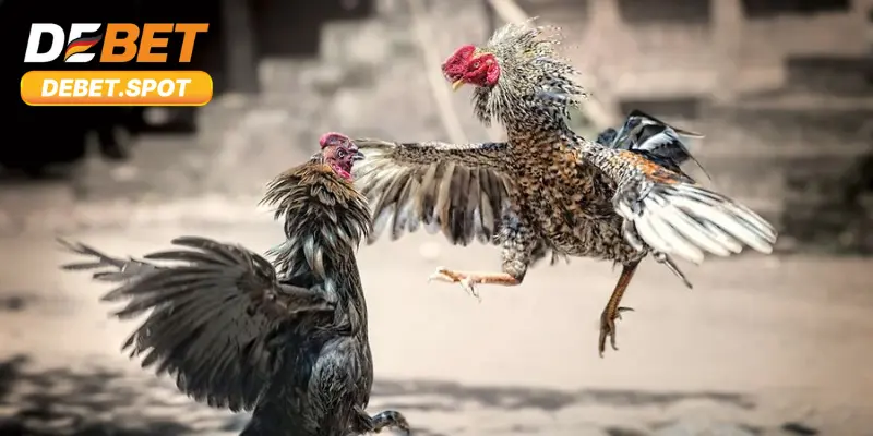 Kèo cược phổ biến dành cho hội viên