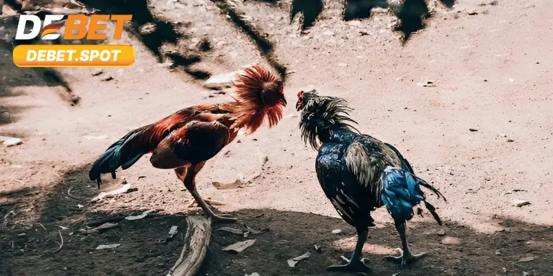 Nghiên cứu kỹ thông tin về chiến kê khi tham gia