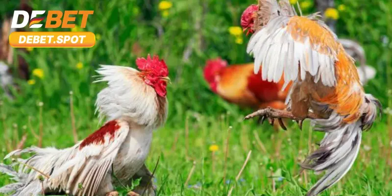 Hình thức đá gà cựa sắt siêu đỉnh