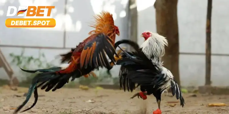 Top các sảnh cược đá gà Debet được yêu thích nhất