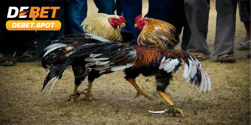 Những phương thức đá gà phổ biến và hấp dẫn