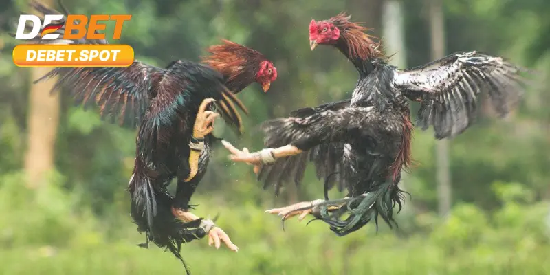 Các cửa cược chọi gà đang gây sốt