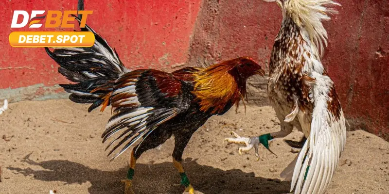 Nơi hội tụ của những cuộc chọi kịch tính và đặc sắc