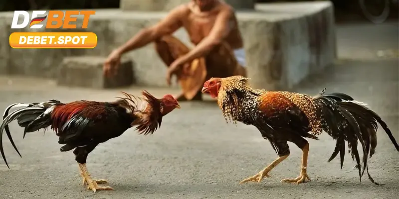 Đá Gà Thomo – Tìm Hiểu Văn Hóa Gà Chọi Của Người Việt 2 Điểm sơ qua về cách thức thi đấu