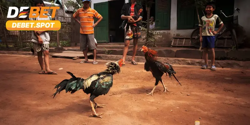 Đá Gà Thomo – Tìm Hiểu Văn Hóa Gà Chọi Của Người Việt 4 Khâu chuẩn bị cho một trận đấu chọi gà