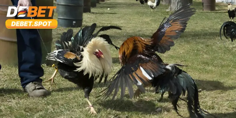 Toàn cảnh chung về bộ môn đá gà Thomo